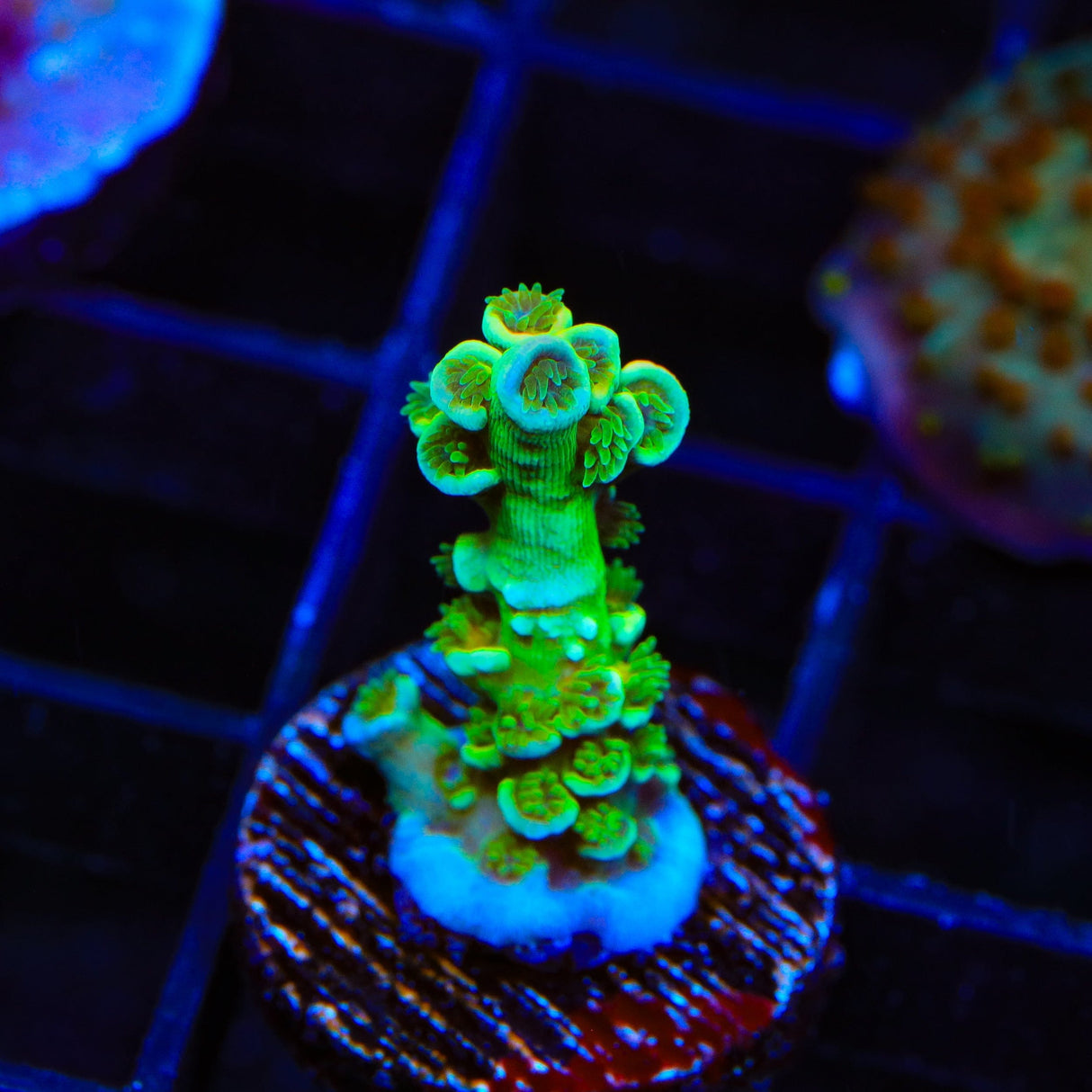 TSA Captain Planet Tenuis Acropora Coral