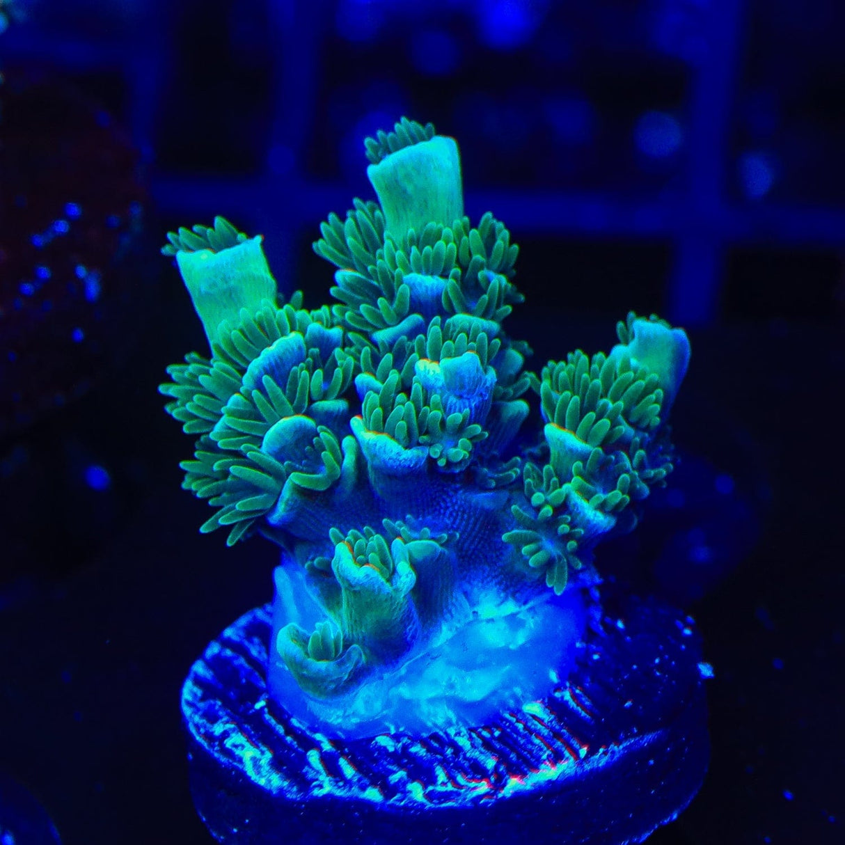 TSA Captain Planet Tenuis Acropora Coral