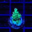 TSA Captain Planet Tenuis Acropora Coral