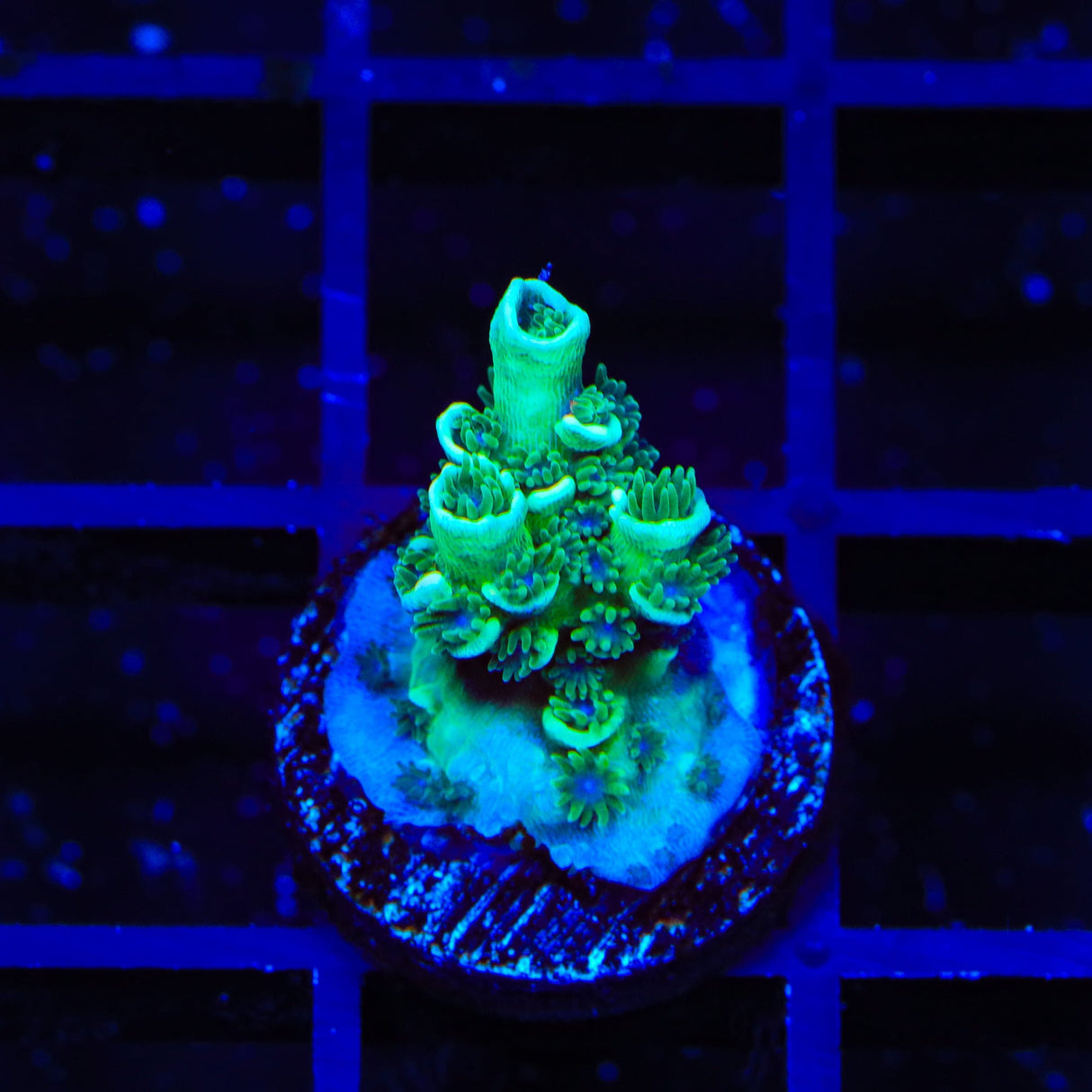 TSA Captain Planet Tenuis Acropora Coral
