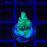 TSA Captain Planet Tenuis Acropora Coral