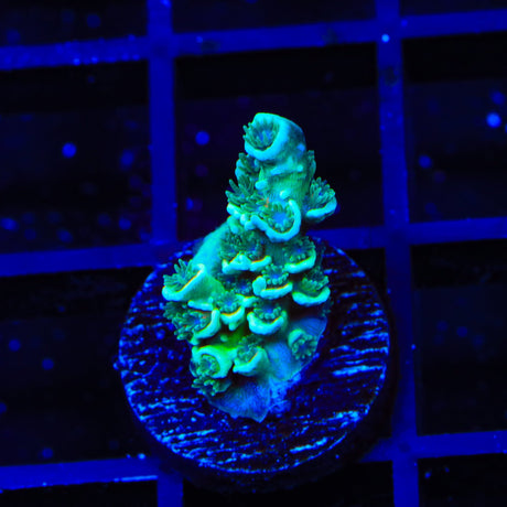 TSA Captain Planet Tenuis Acropora Coral