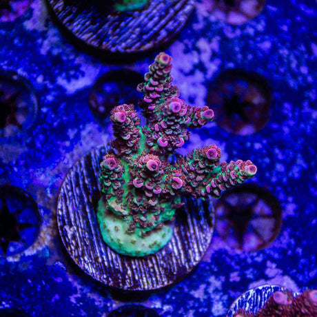 TSA Carolina Reaper Acropora