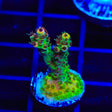 TSA Carolina Reaper Acropora Coral