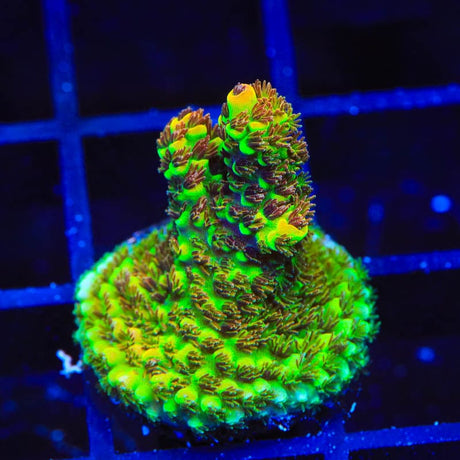 TSA Carolina Reaper Acropora Coral