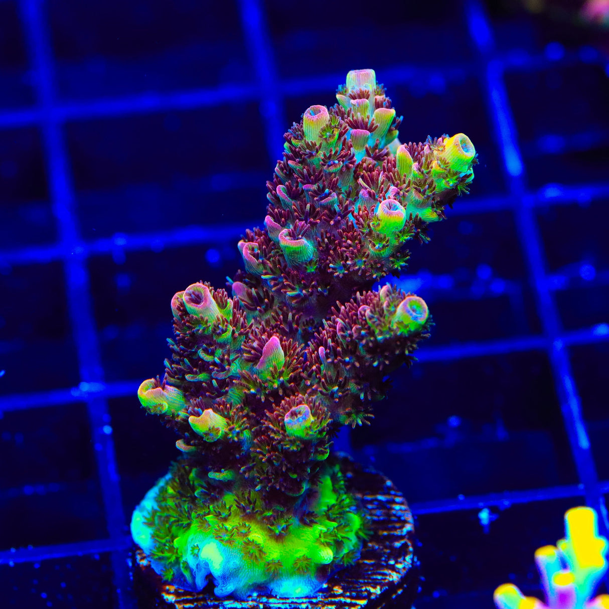TSA Carolina Reaper Acropora Coral