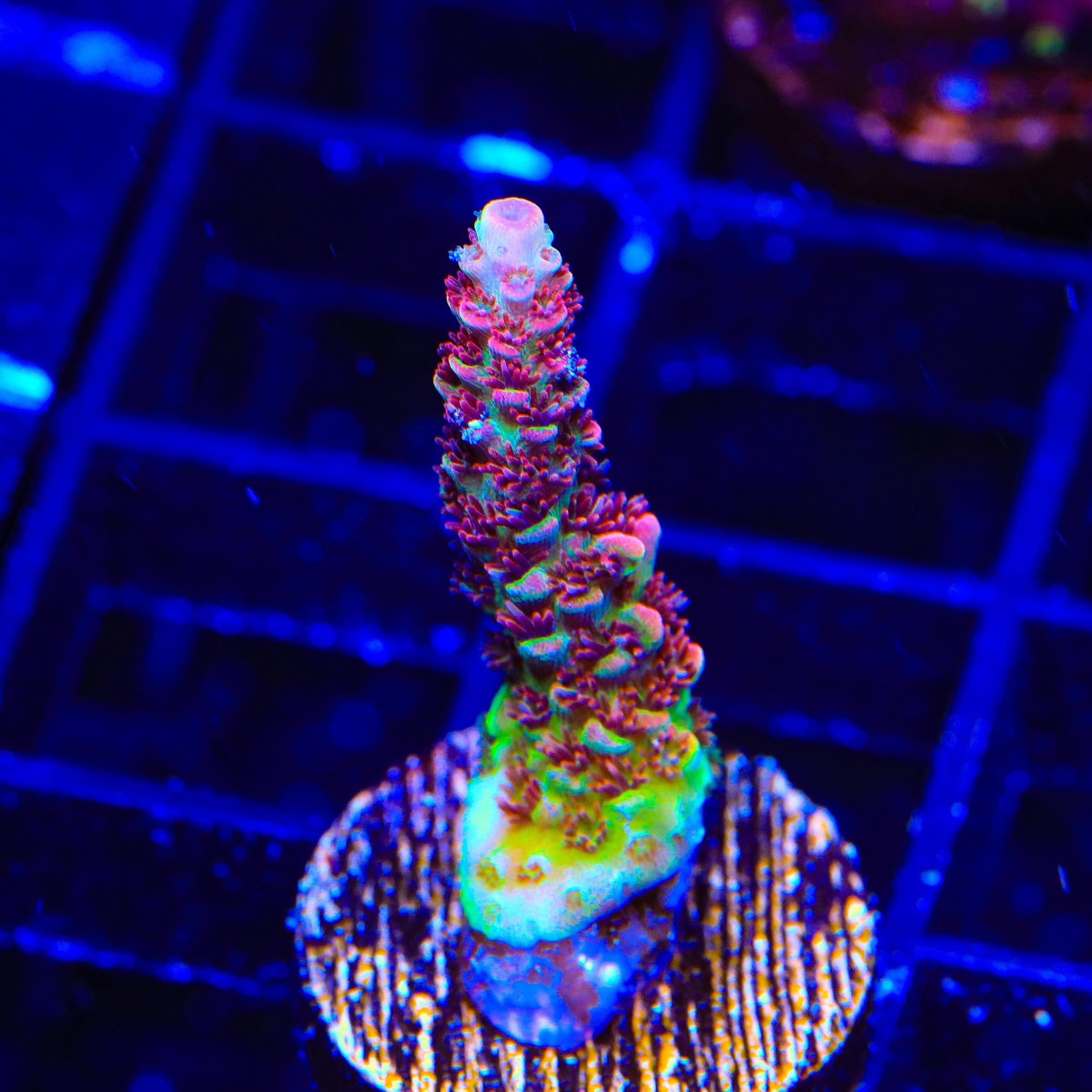 TSA Carolina Reaper Acropora Coral – Top Shelf Aquatics