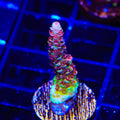 TSA Carolina Reaper Acropora Coral