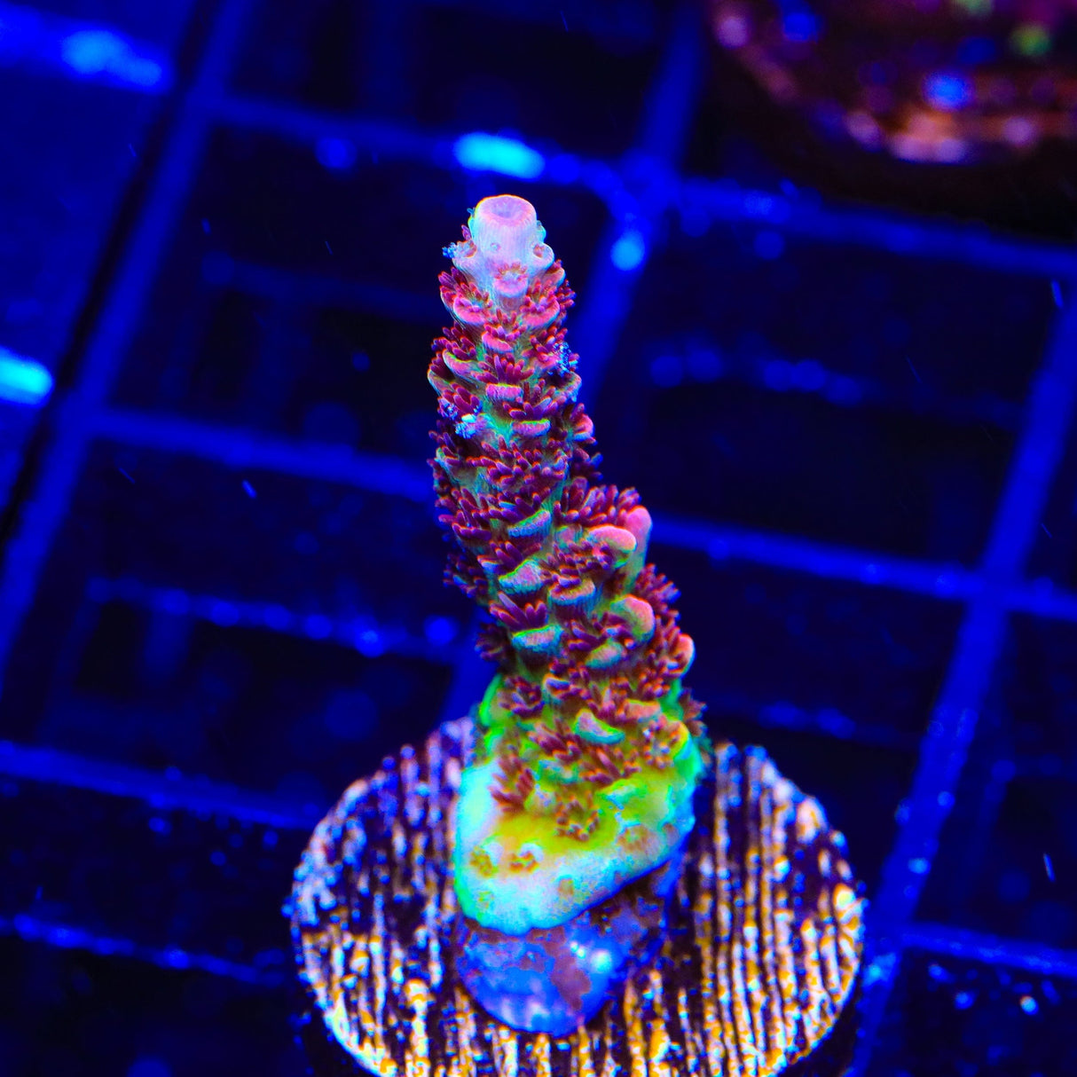 TSA Carolina Reaper Acropora Coral
