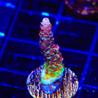TSA Carolina Reaper Acropora Coral
