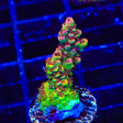 TSA Carolina Reaper Acropora Coral