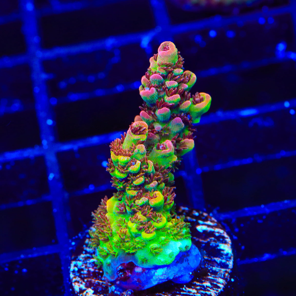TSA Carolina Reaper Acropora Coral