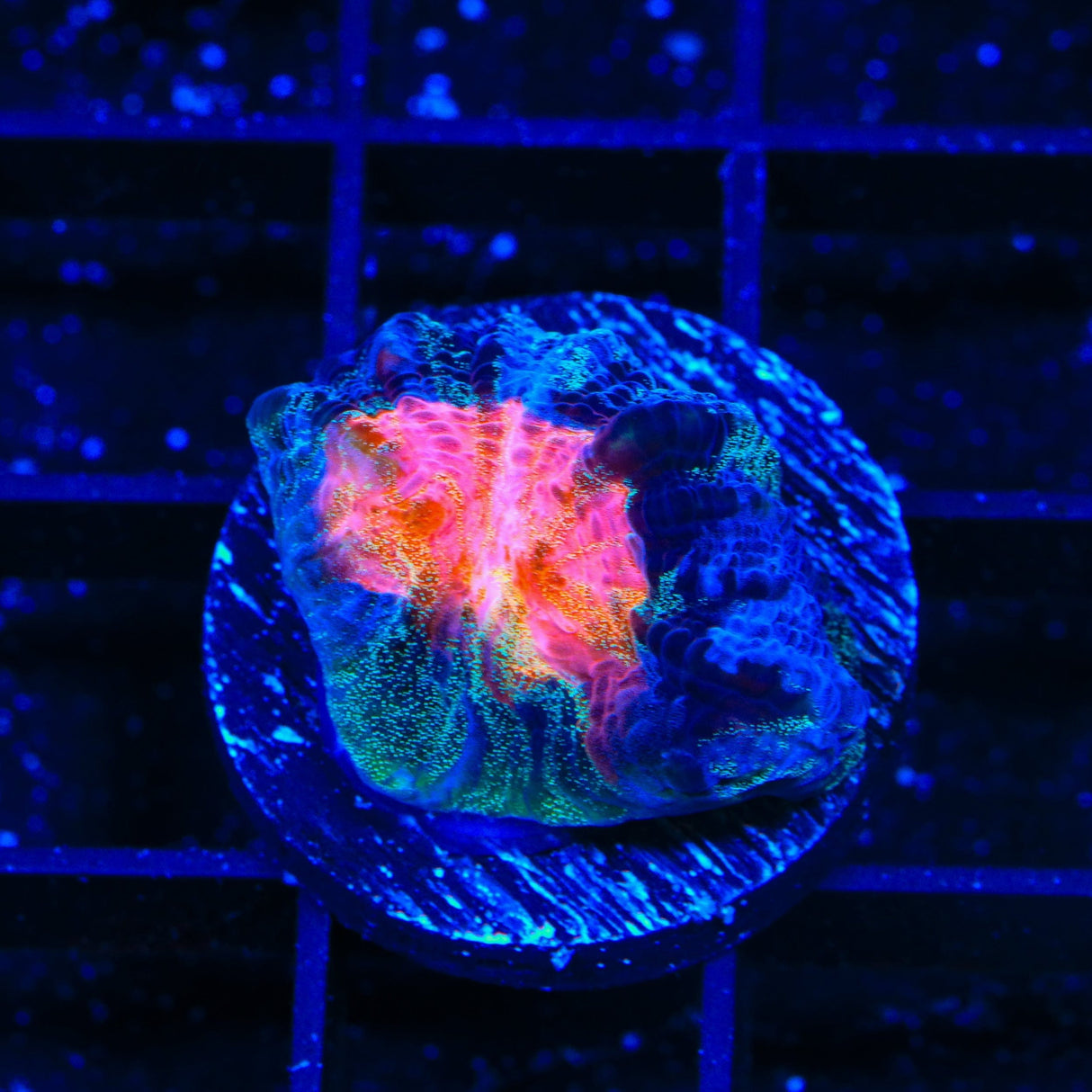 TSA Cat Eye Chalice Coral