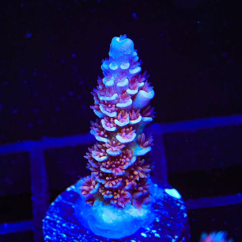 TSA Cataclysm Acropora Coral