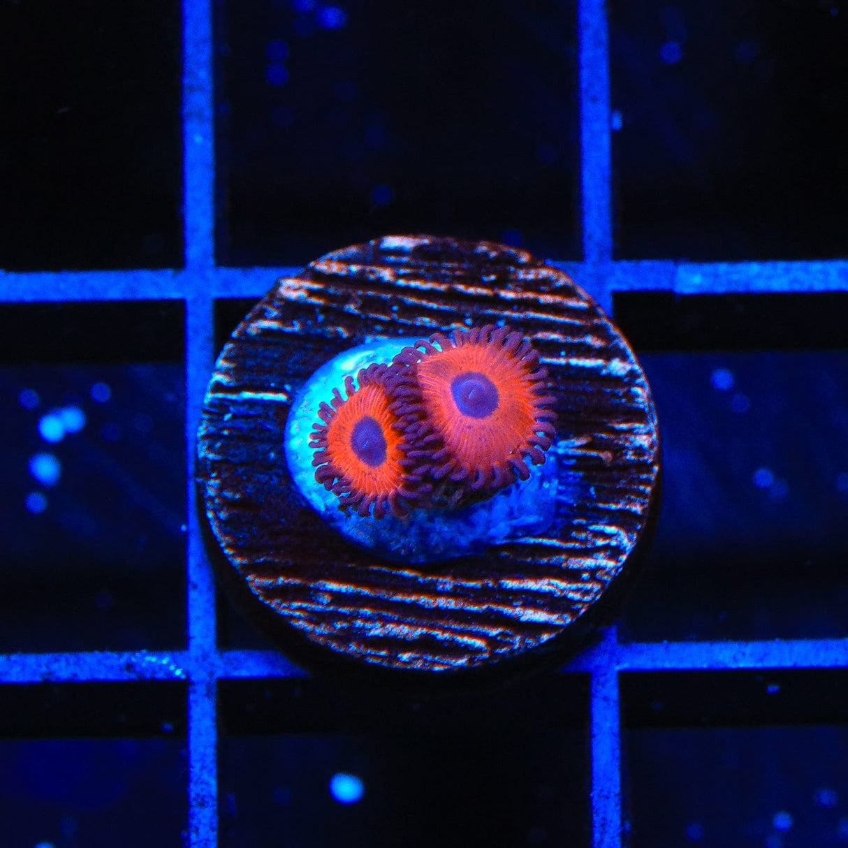 TSA Charmander Zoanthids Coral