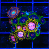 TSA Chemically Altered Combo Zoanthids Coral