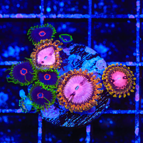 TSA Chemically Altered Combo Zoanthids Coral