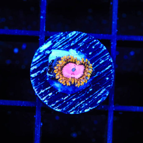 TSA Chemically Altered Zoanthids Coral