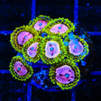 TSA Chemically Altered Zoanthids Coral
