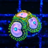TSA Chemically Altered Zoanthids Coral