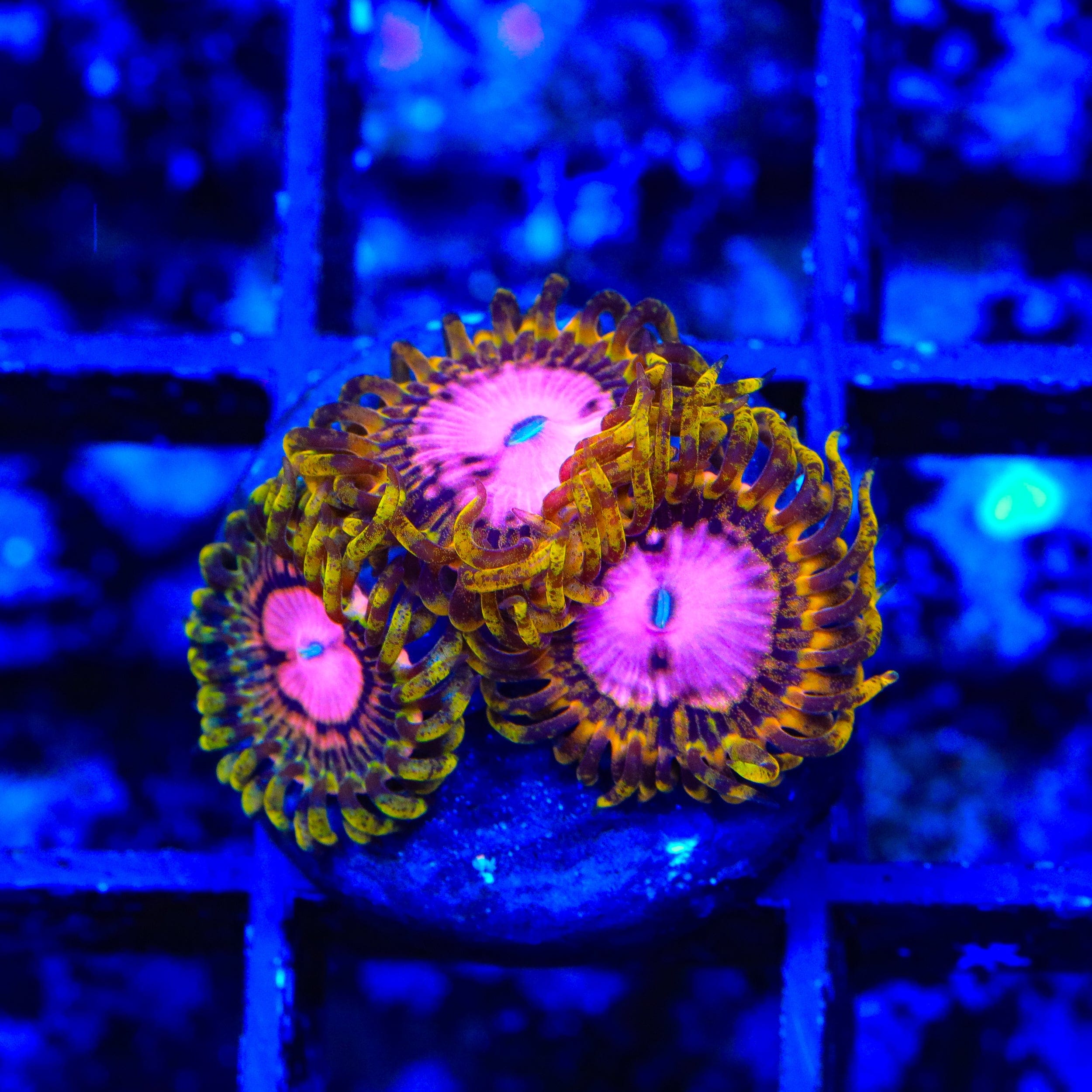 TSA Chemically Altered Zoanthids Coral