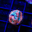 TSA Cherry Berry Favia Coral