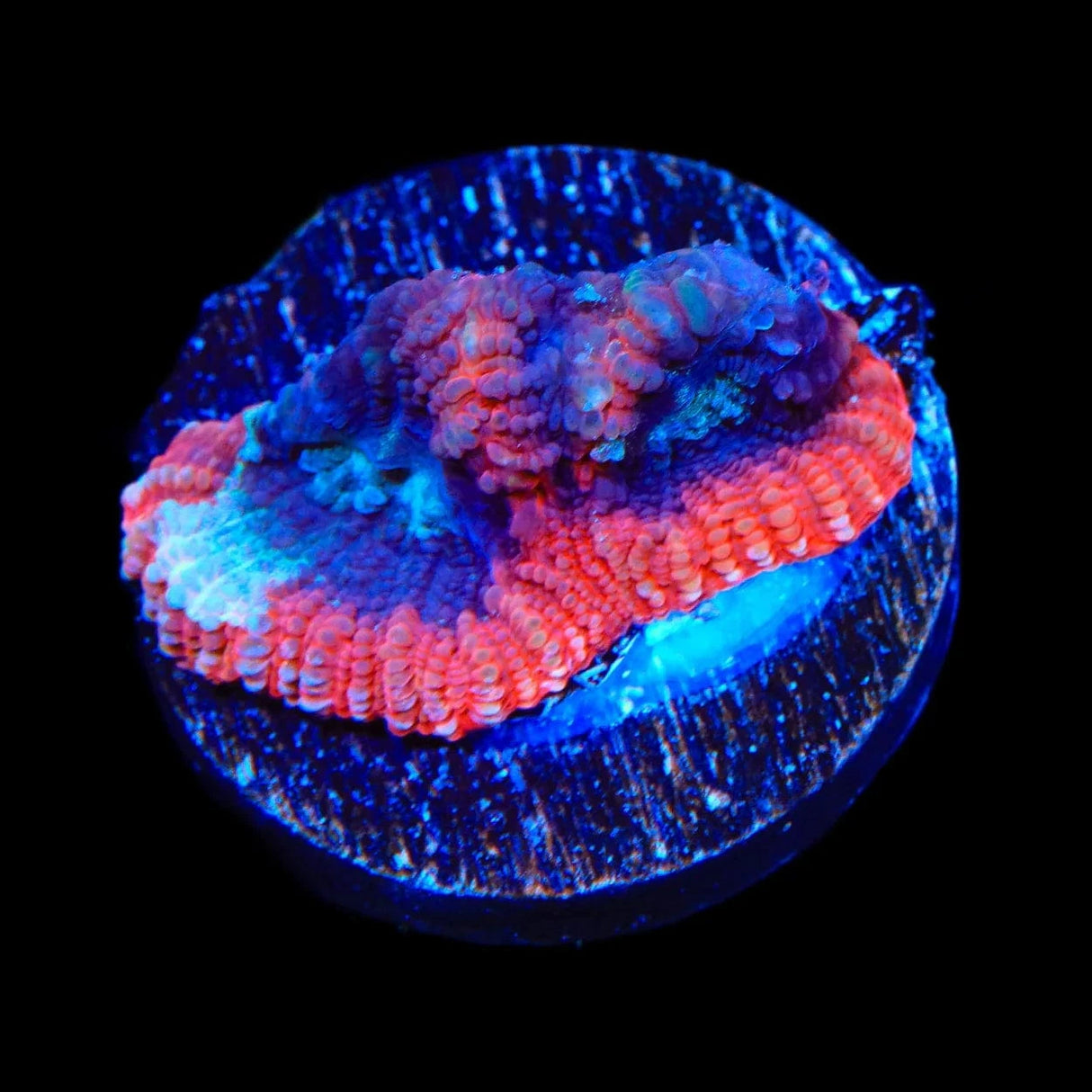 TSA Cherry Berry Favia Coral