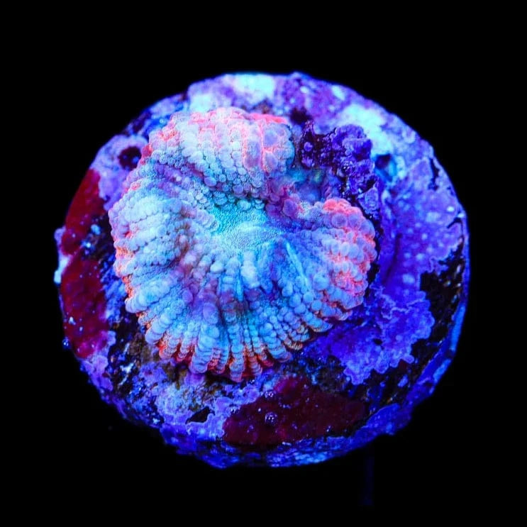 TSA Cherry Berry Favia Coral