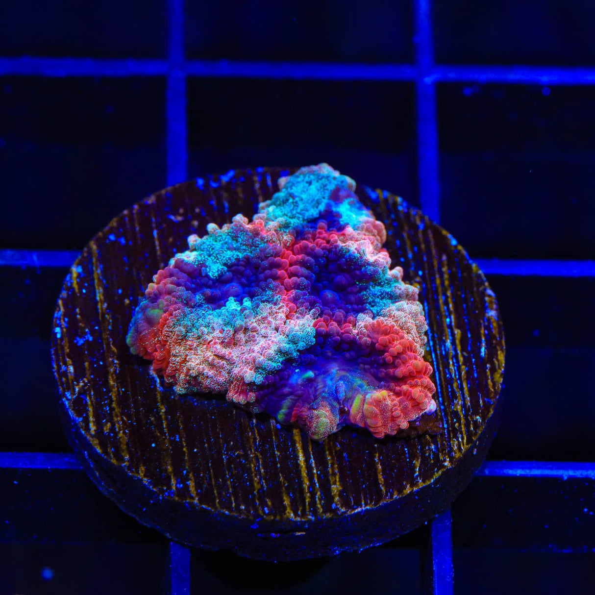 TSA Cherry Berry Favia Coral