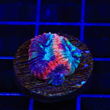 TSA Cherry Berry Favia Coral