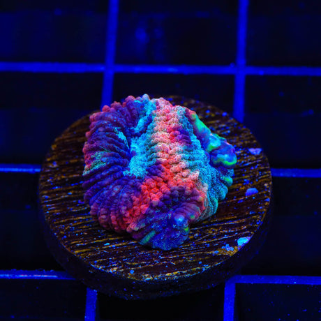 TSA Cherry Berry Favia Coral