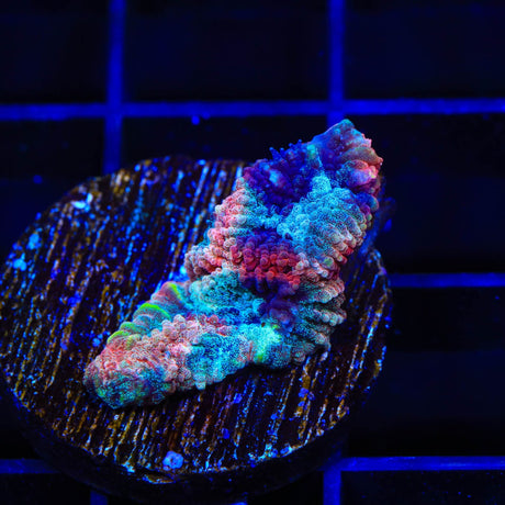 TSA Cherry Berry Favia Coral