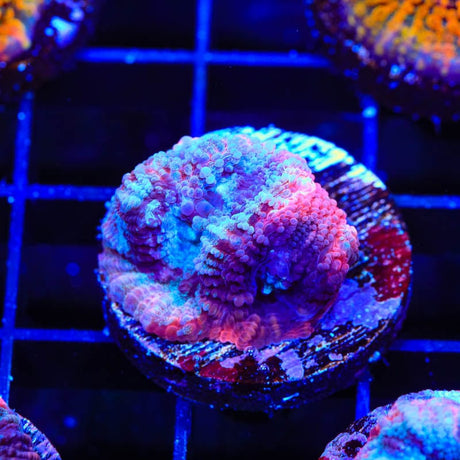 TSA Cherry Berry Favia Coral