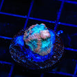 TSA Cherry Berry Favia Coral