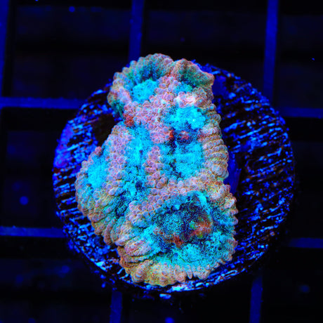 TSA Cherry Berry Favia Coral