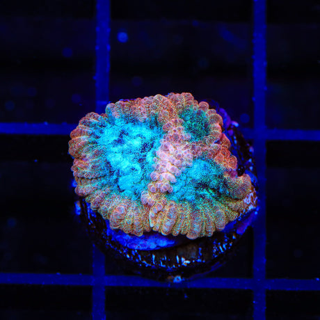 TSA Cherry Berry Favia Coral
