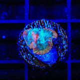 TSA Cherry Berry Favia Coral