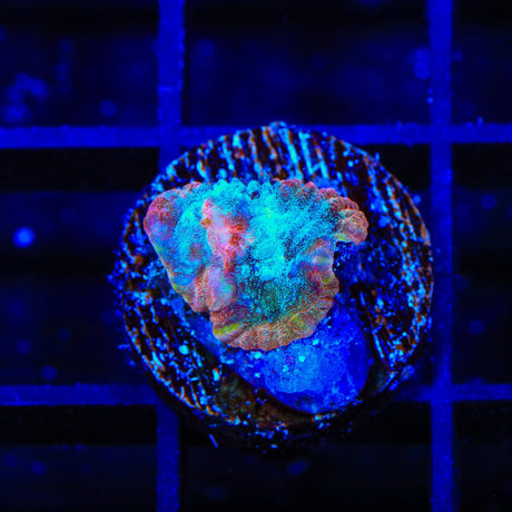 TSA Cherry Berry Favia Coral