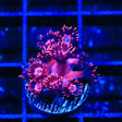 TSA Cherry Blossom Goniopora Coral