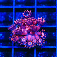 TSA Cherry Blossom Goniopora Coral