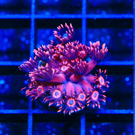 TSA Cherry Blossom Goniopora Coral