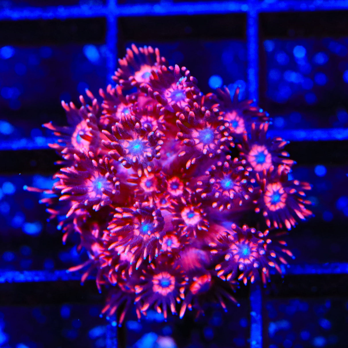 TSA Cherry Blossom Goniopora Coral