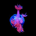 TSA Cherry Pie Goniopora Coral