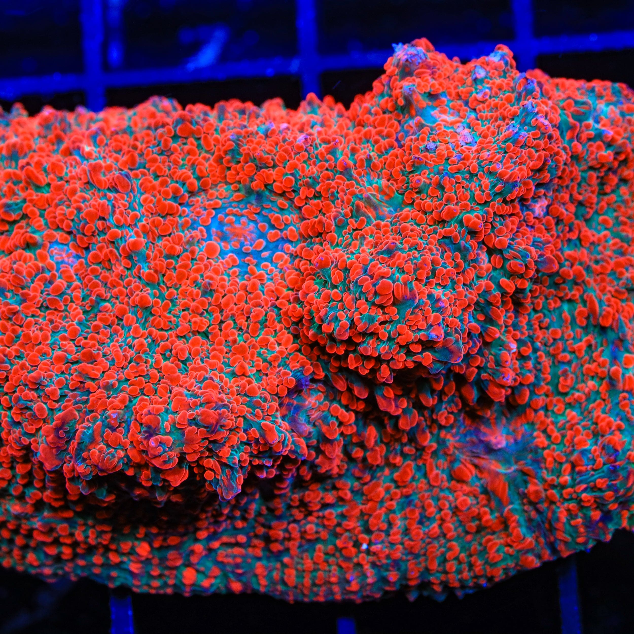 チャチャリーナ TSA Cherry Slush Chalice Coral – Top Shelf Aquatics