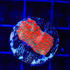 TSA Cherry Slush Chalice Coral