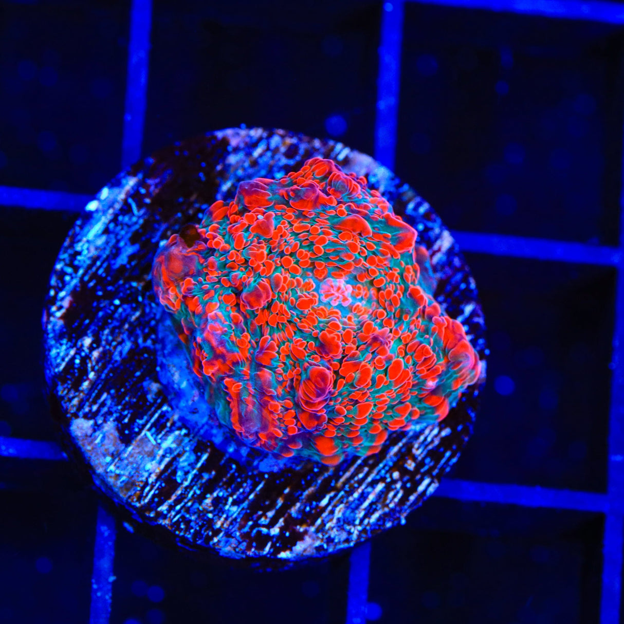 TSA Cherry Slush Chalice Coral