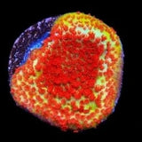 TSA Chili Pepper Montipora Coral