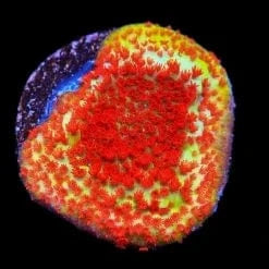TSA Chili Pepper Montipora Coral
