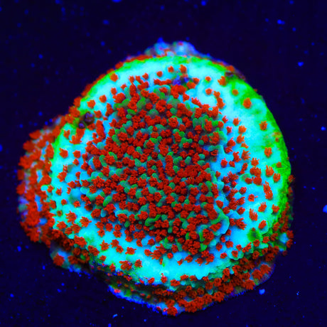 TSA Chili Pepper Montipora Coral