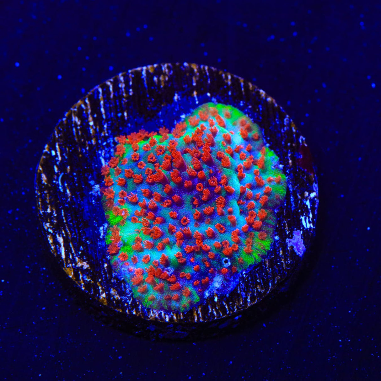 TSA Chilli Pepper Montipora Coral